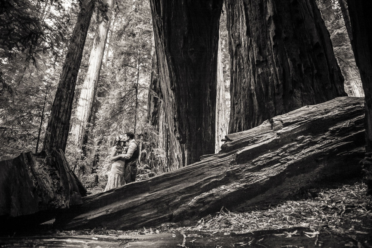 Bride and Groom, Forest, Jedediah, Redwoods