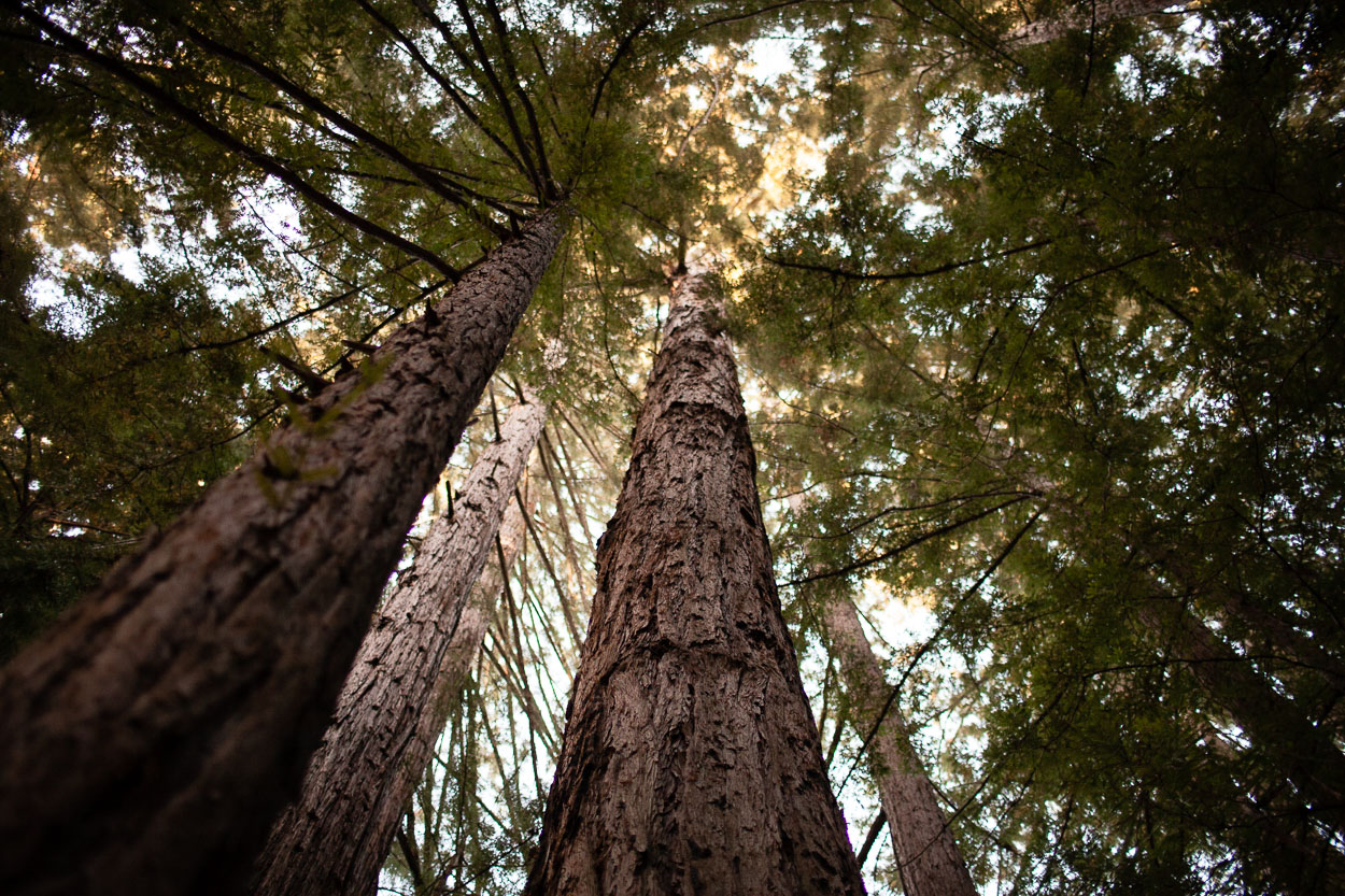 redwood-forest-wedding-santa-lucia-preserve-carmel-wedding055